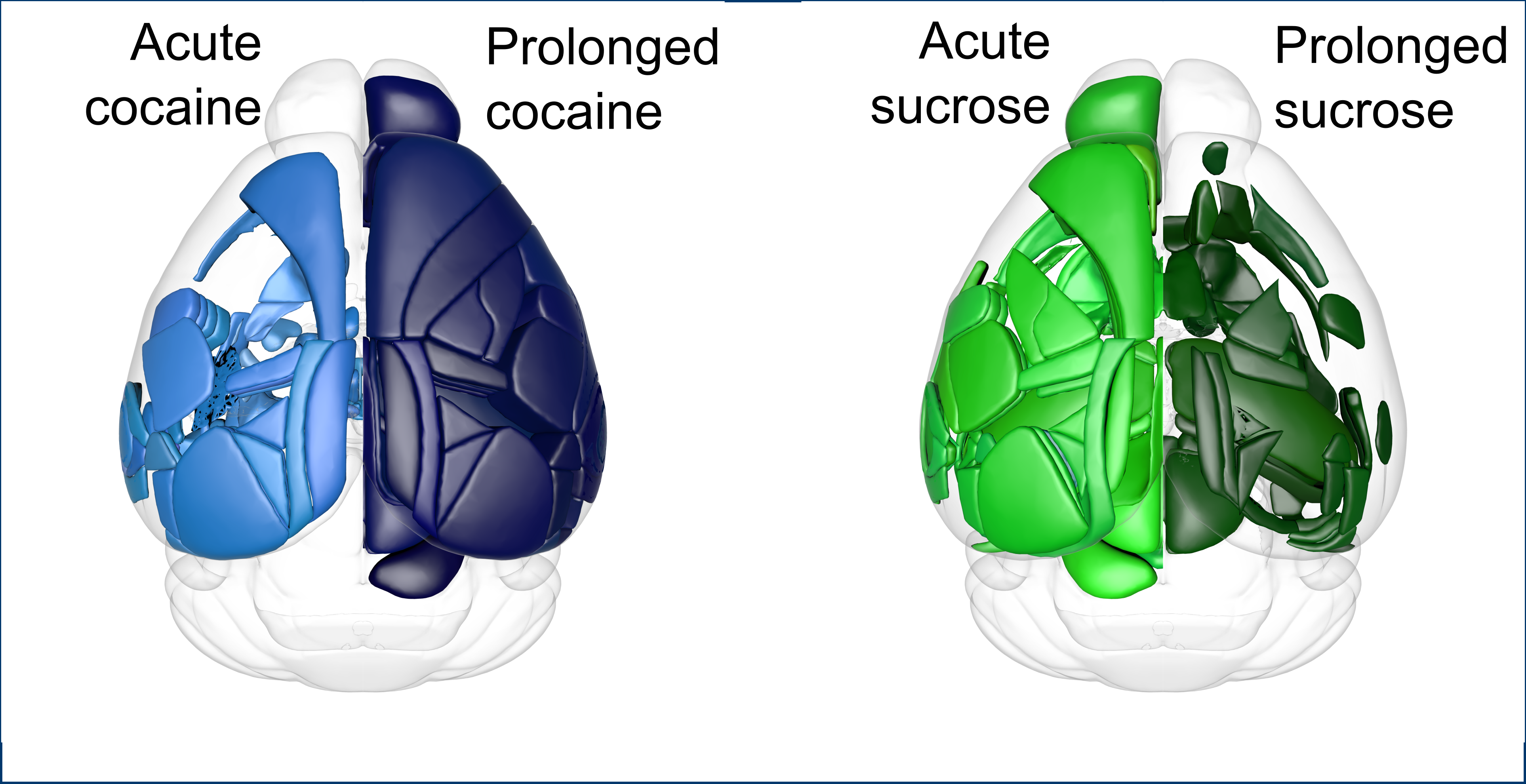 Whole brain profiling of cocaine and sucrose processing in mice
