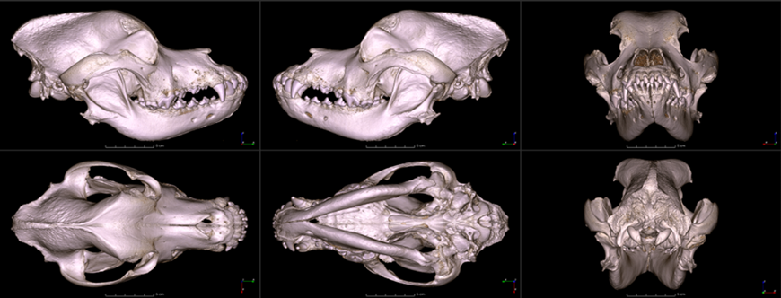 Unique digital dog and cat skull database