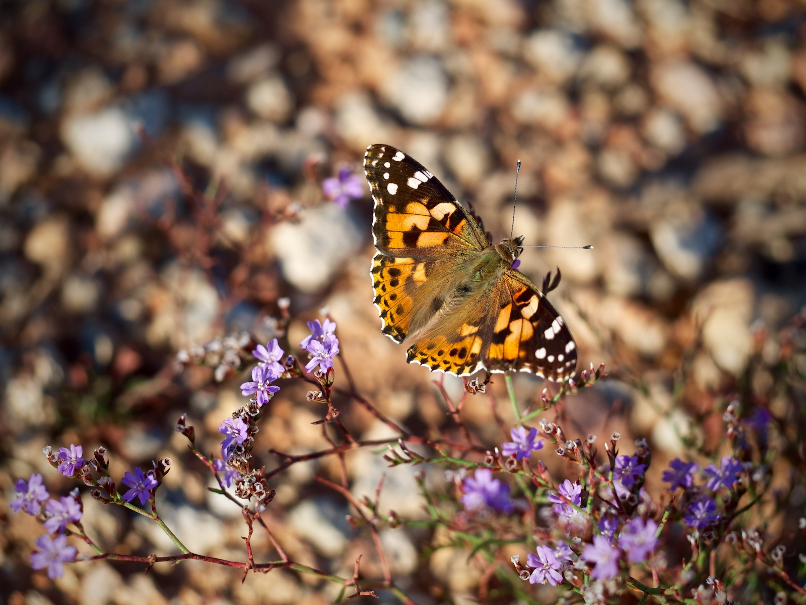 Why are there so many plant-feeding insects? We are getting close to resolving this long-standing scientific problem