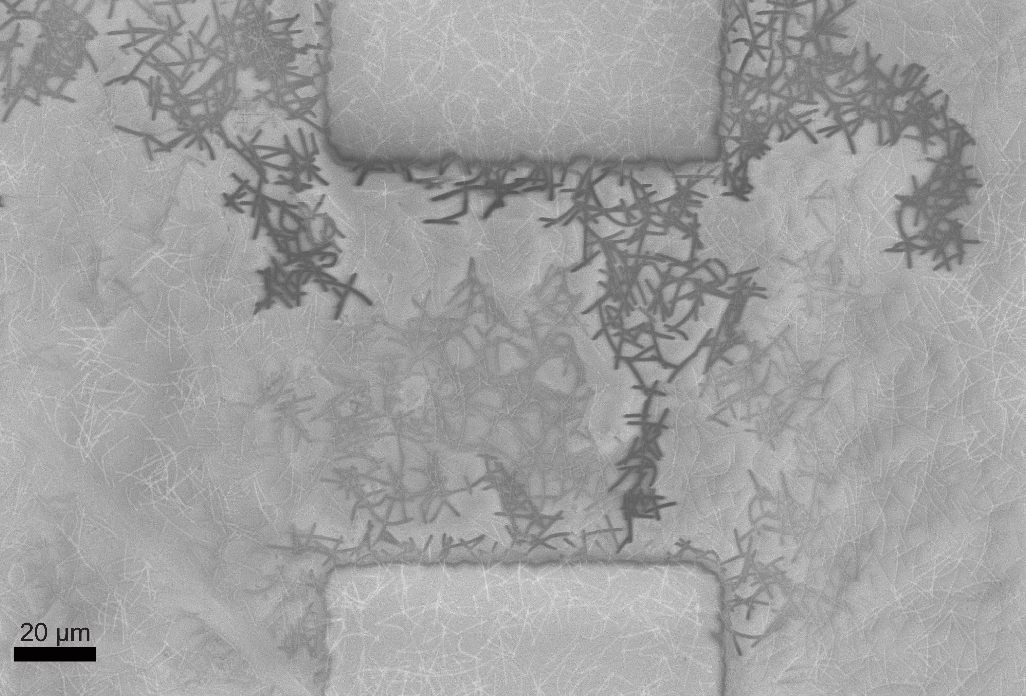Emergence of Winner-takes-all Connectivity Paths in Random Nanowire Networks