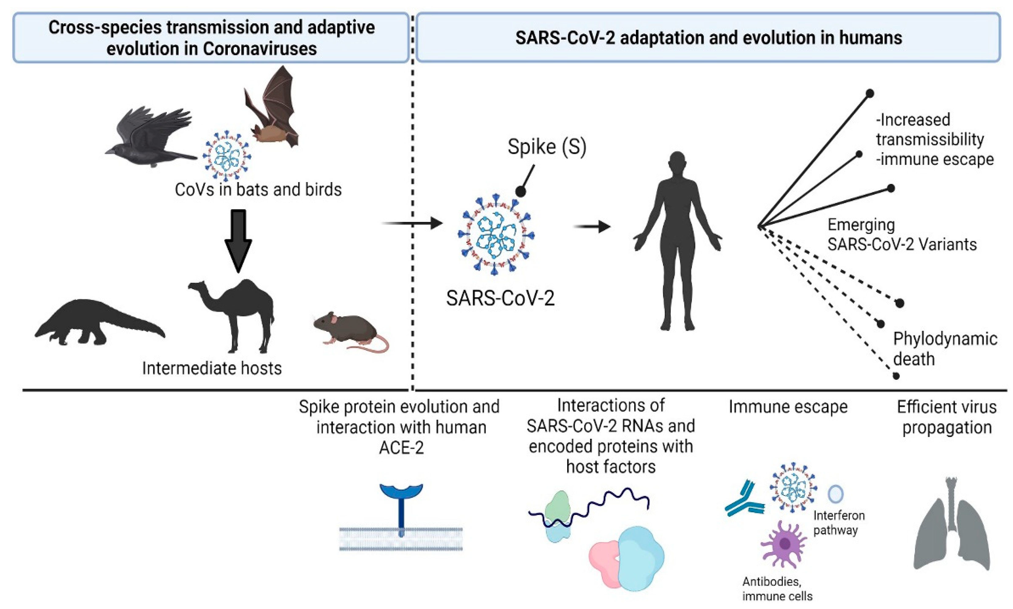 The COVID-19 pandemic, year 2: Bitter lessons in evolution and ecology