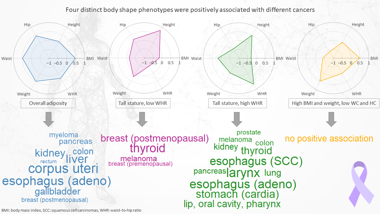 Is your body shape associated with cancer risk?