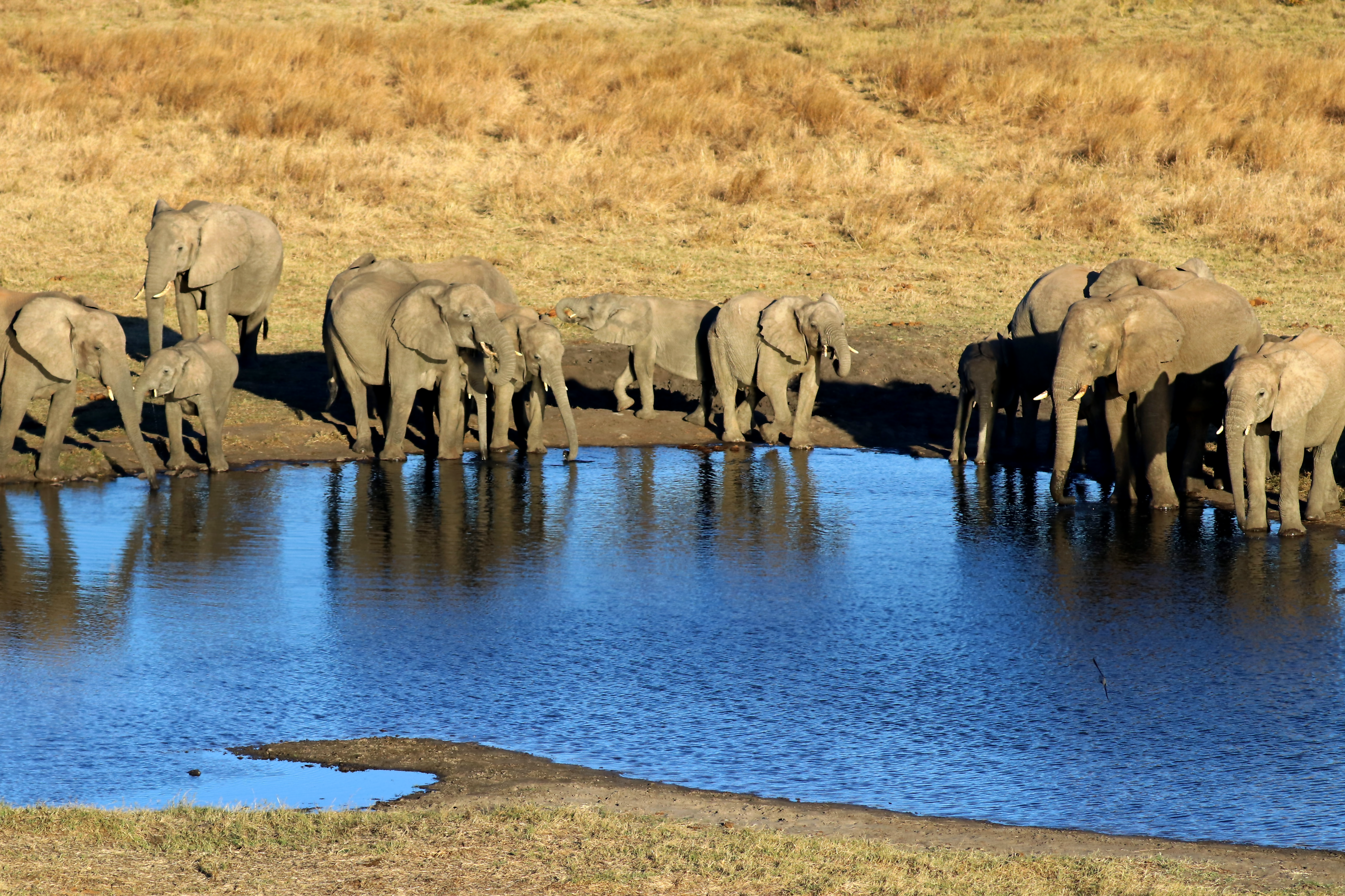 Unravelling the mystery of elephant mortalities in Zimbabwe to find an unexpected culprit – a close relative of Pasteurella multocida