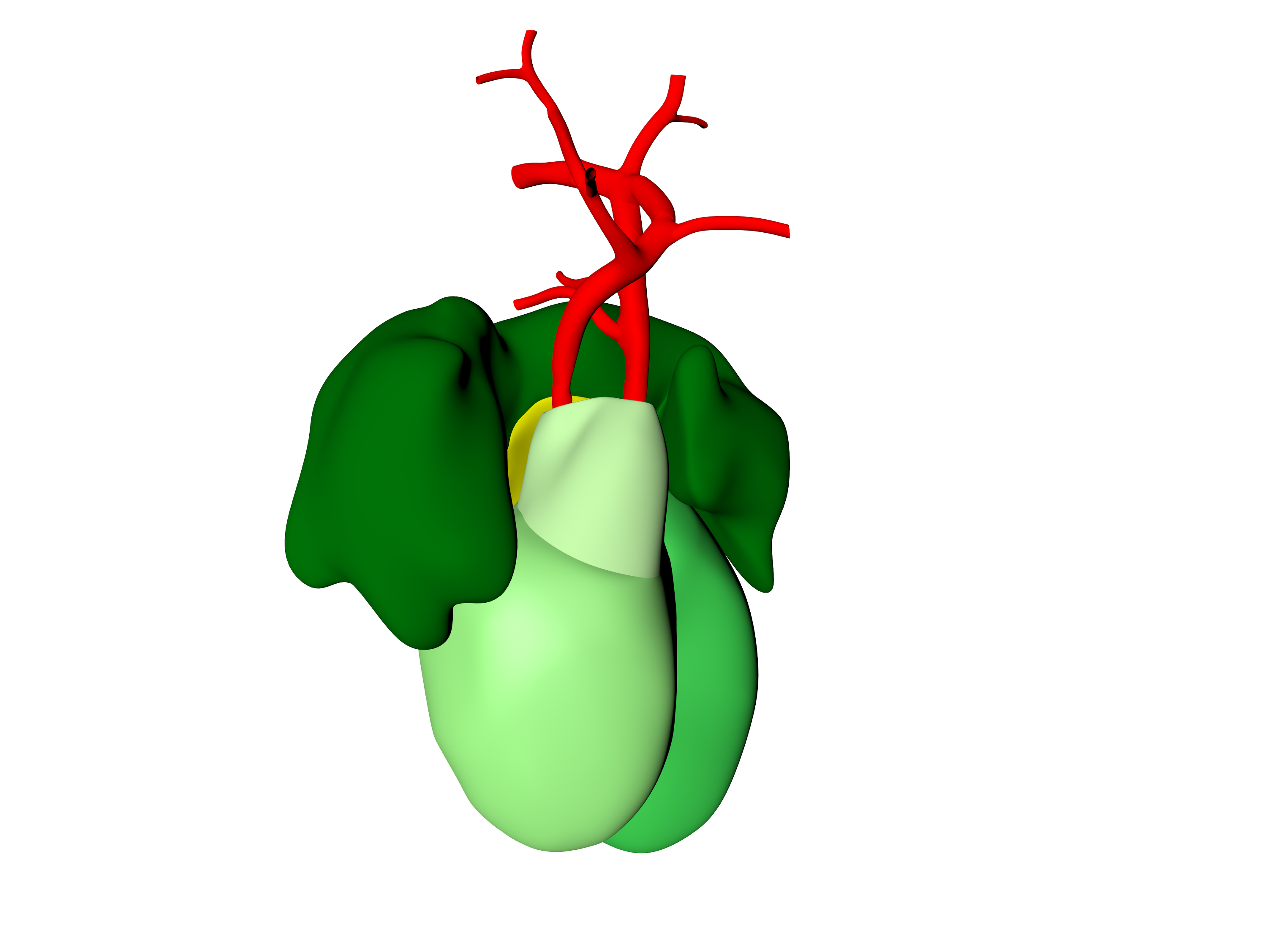 A pictorial account of the human embryonic heart between 3.5 and 8 weeks of development