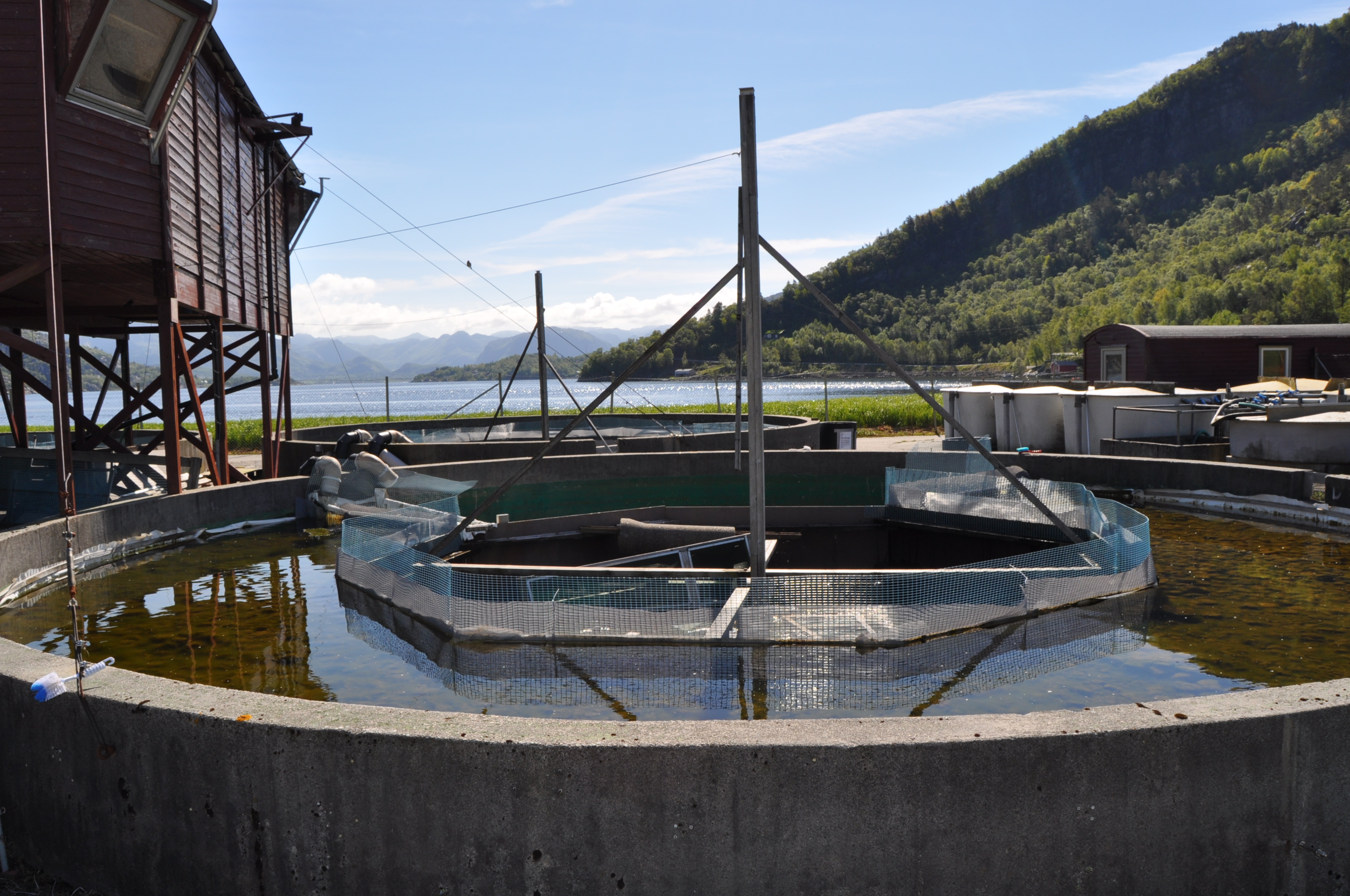 Farmed salmon - an easier prey in nature