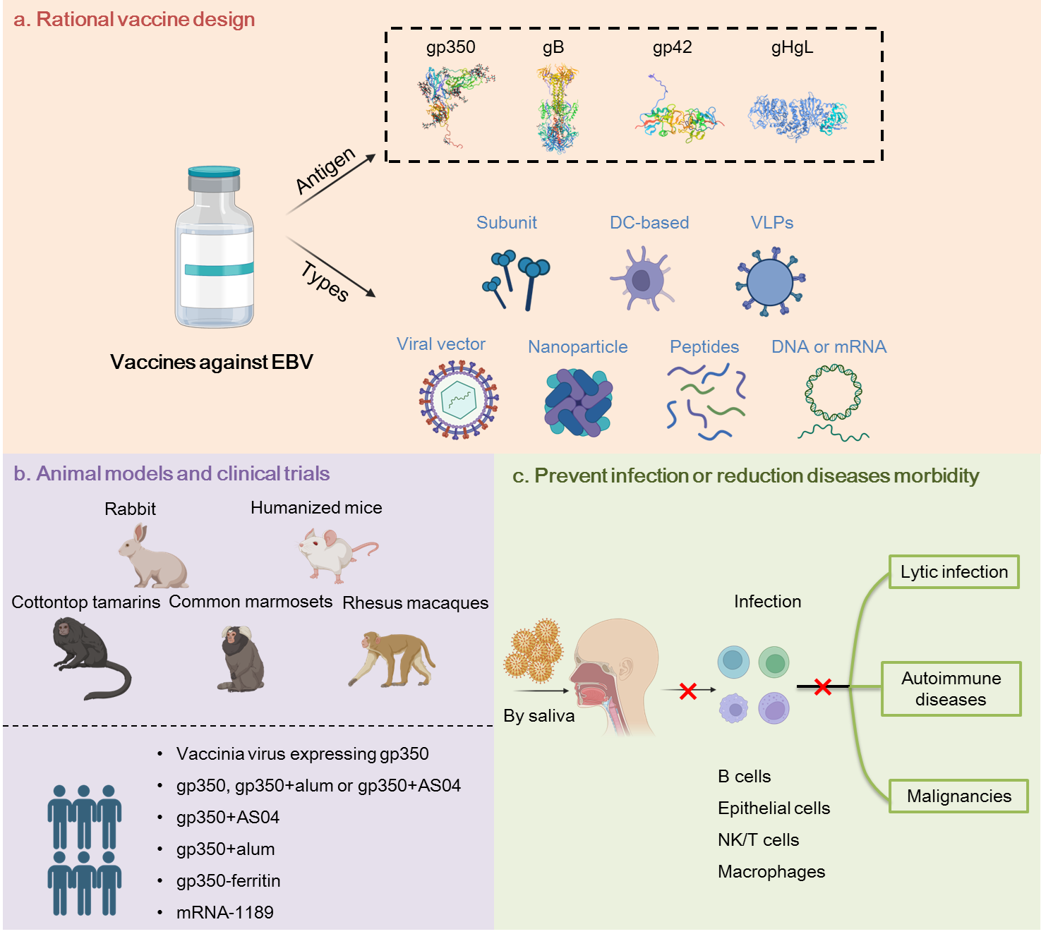 Urgency and Necessity of Epstein-Barr Virus Prophylactic Vaccines ...