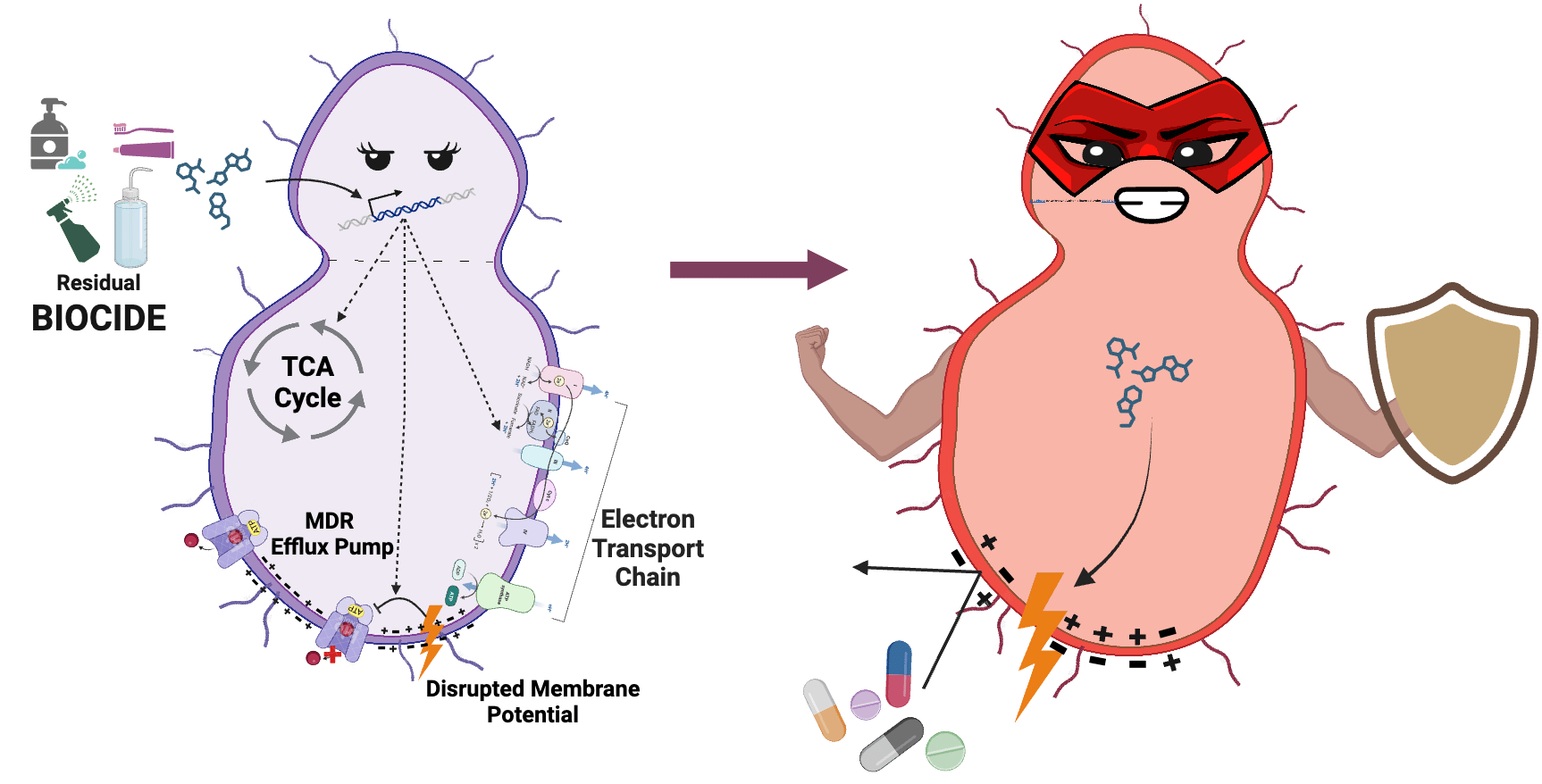 Decoding biocide actions: Genomic analysis reveals modes of action and ...
