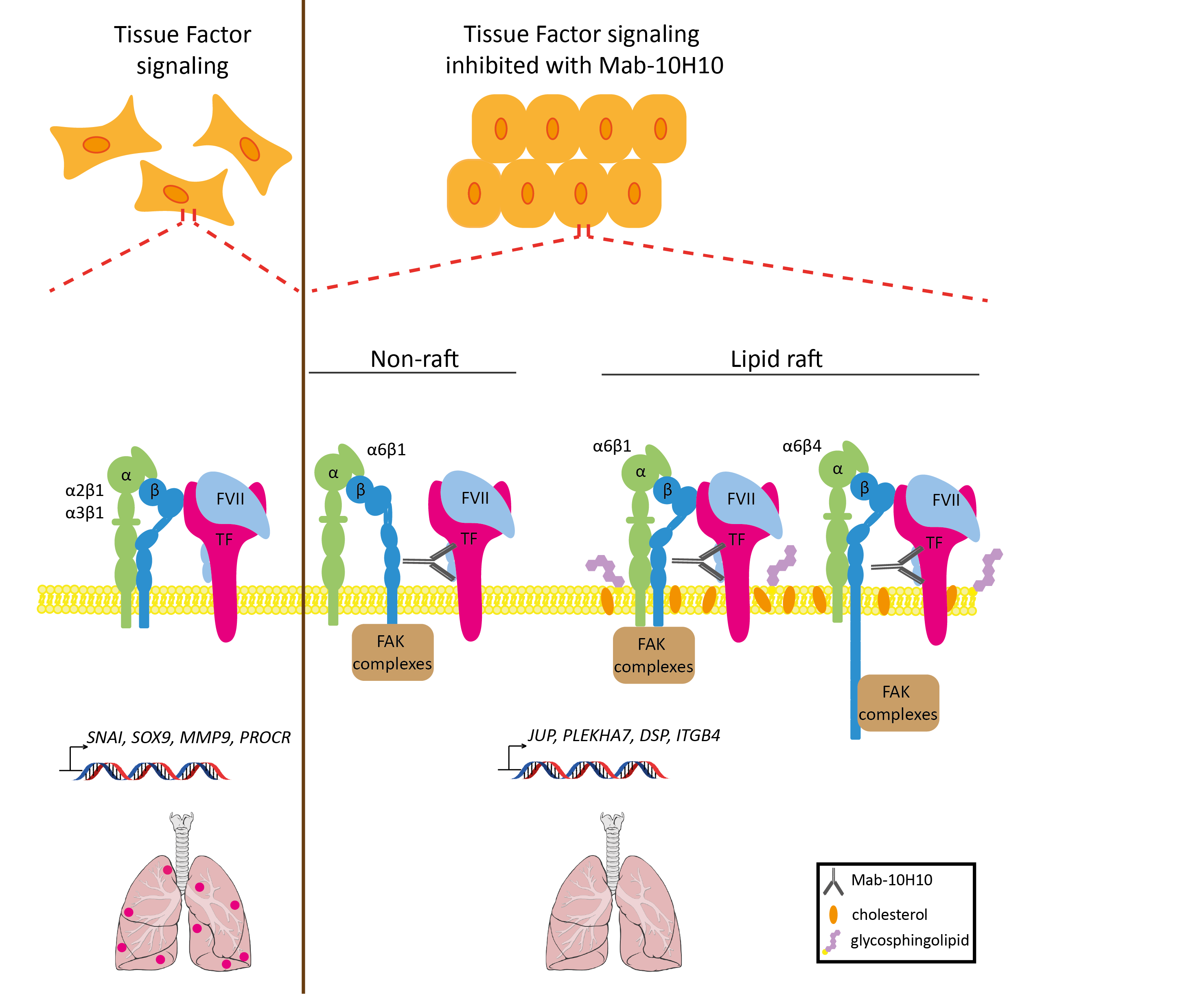 Integrin regulation by tissue factor promotes cancer stemness and ...