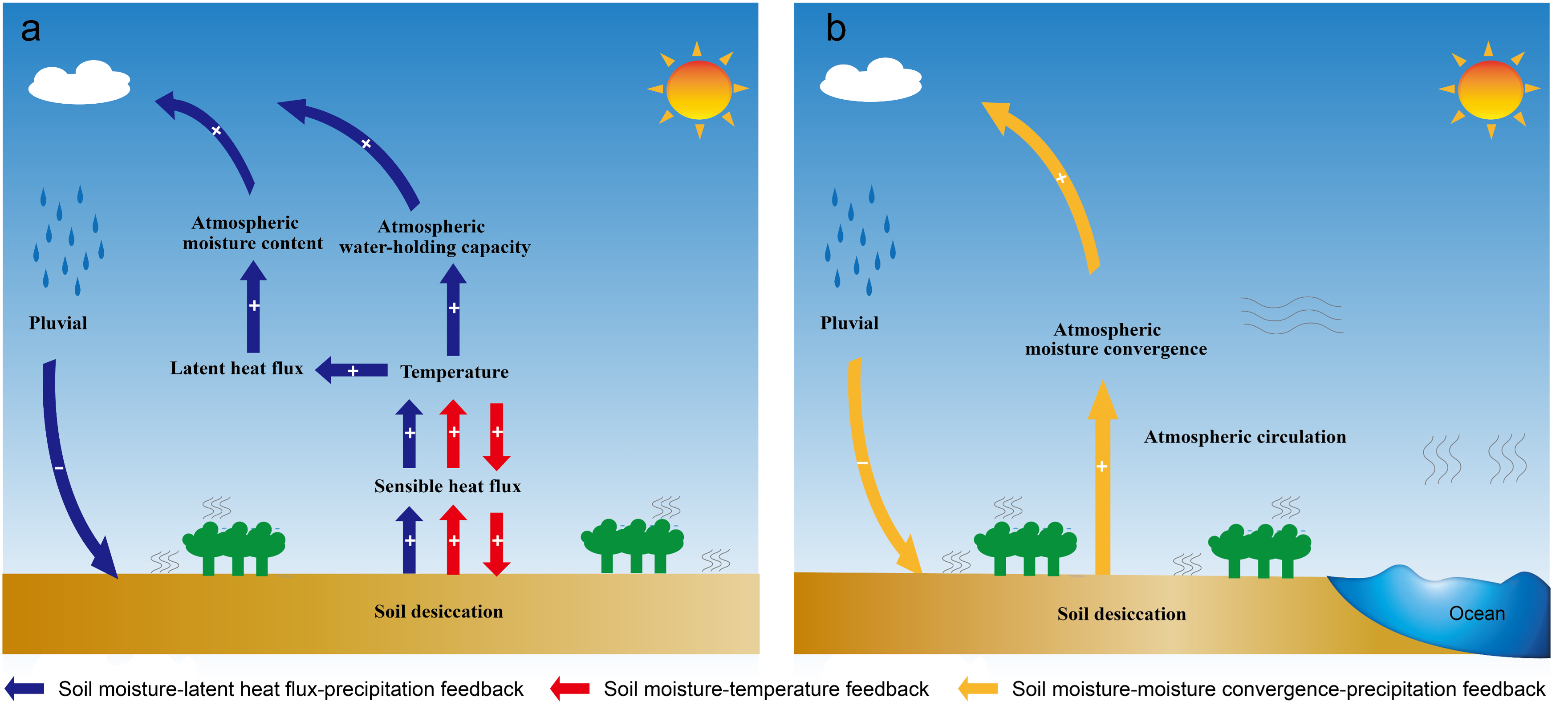 Revealing the contrasting roles of soil moisture−atmosphere feedbacks ...