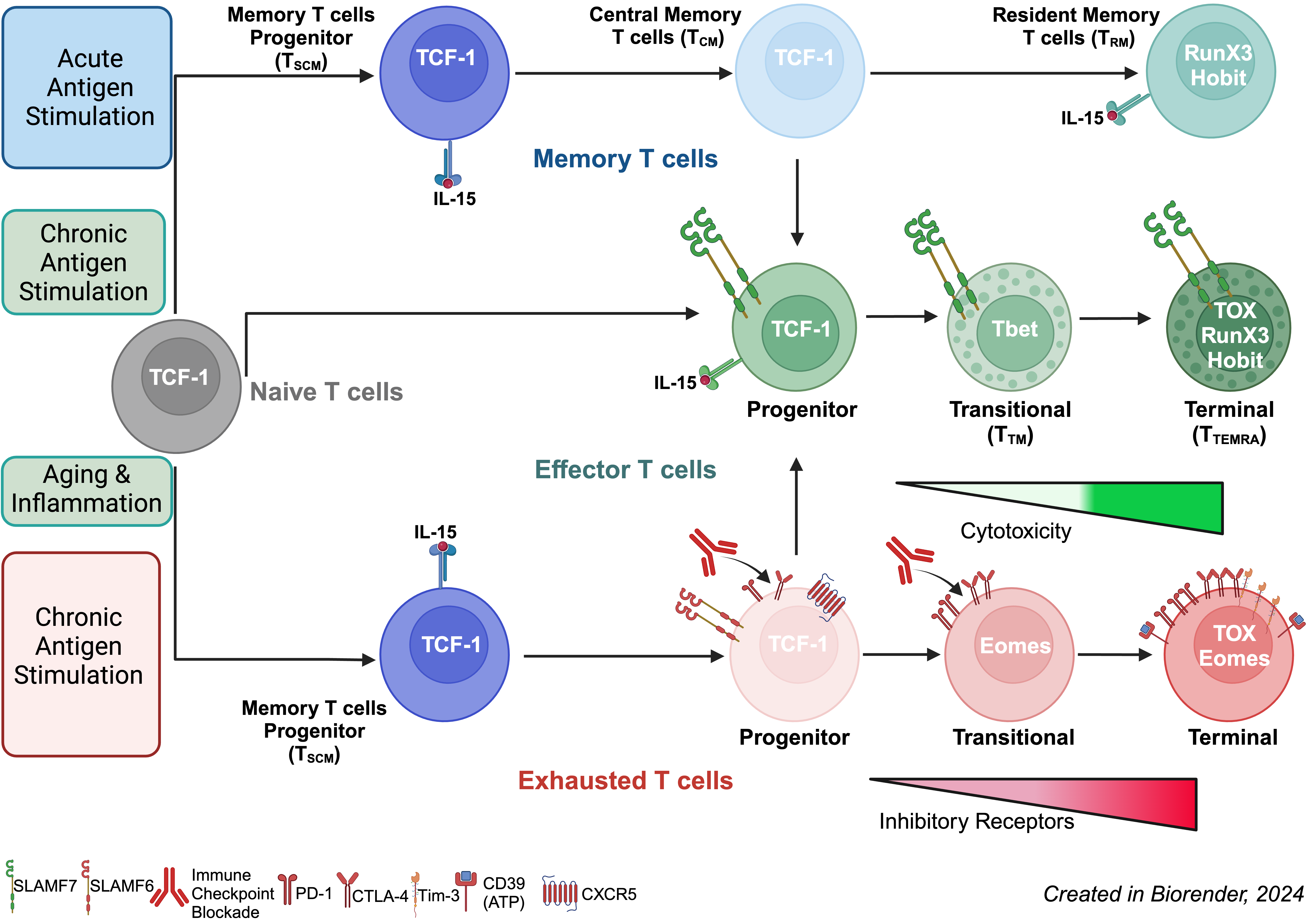 CRACCing the code of Effector T cells | Research Communities by ...