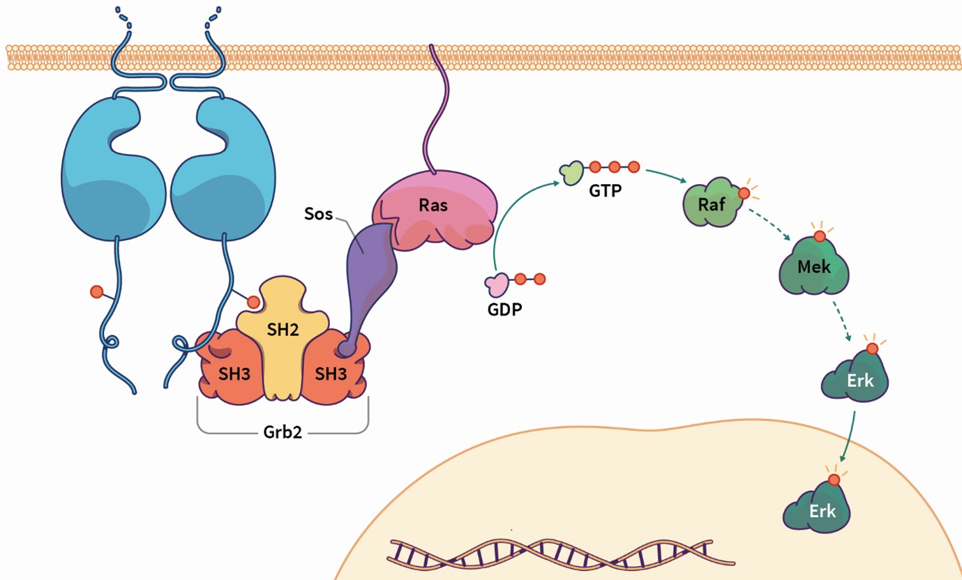 The Grb2 isoform, Grb3-3, negatively regulates Ras activation ...