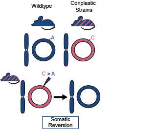 Conplastic Rapping Mitochondria: The powerhouse of somatic mutation | Research Communities ...
